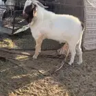 تيس بورقوت وتيس عارضي للبيع