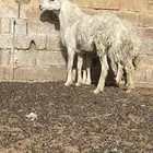 فحل حري ثني و سدس