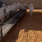 غنم حريات دفيع