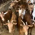 غنم للبيع العدد 38 يتبعها 16