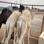 قعدان