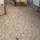 جذعه و ثنيه