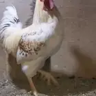 فحل لوهمان براون صحة ونظافة