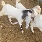 تيوس
