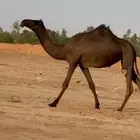 بكار مجاهيم