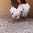 جوز ارباشات