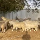 معزا مصريات بيض نوادر بفحلها