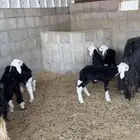 نجد 20 بفحلها تحتهن 5