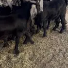 تيوس عارضية مخاصي