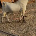 تيس بيشي فحل صنف