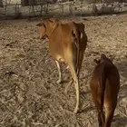 بقره بلدي