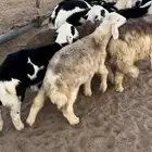 بهم