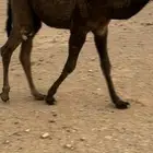 قعود قصب
