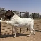 تيس وماعز بارقوت بيور دم صافي