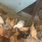 فروخ بلدي العمر ثلاث شهور العدد 85 يوجد تفريد الصحه شرط