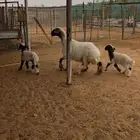 نعيميه معها خروفين