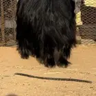 فحل عارضي تم البيع