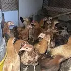 فروخ دجاج بلدي للبيع اعمارها 3 شهور