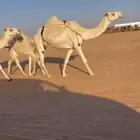 عشاير وضح ضرايب