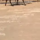 مجهم