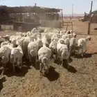 رفيد مراح واحد دفيع