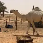 قعود أوضح رماني كفو سنه لقي