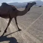 ناقه للبيع