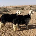 نجد خصم