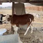 حسيله صنف للبيع