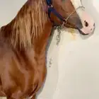 حصان واهو للبيع