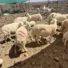 غنم خلفات البيع