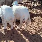 طليان للبيع 3حريات