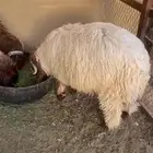 طليان نعيم