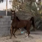 فرس شعبية شيخه
