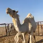ناقه خلفه على جميع الشروط