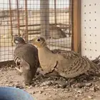 للبيع انثى قطا وذكر حجل بريه