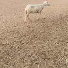 شاه الحريه