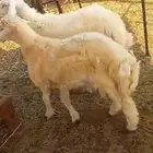 طليان فوق 6 شهور