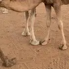 قعدان حليب
