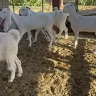 للبيع معزا مشاريك فاخره