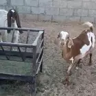 للبيع عنزين جنوبيه
