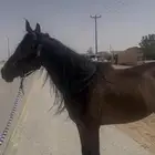 فرس شعبية