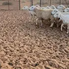 غنم حريه مراح