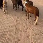 للبيع سواكن حمري