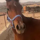 مهرة شيخة العمر 8 شهور