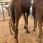 قعدان للبيع