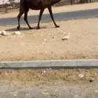 لقحه بكر