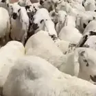 ذبايح سواكن مرابي شرط