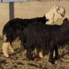 طلي نجدي جذع مشروع فحل