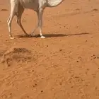 قعود لباني للبيع القعود طيب